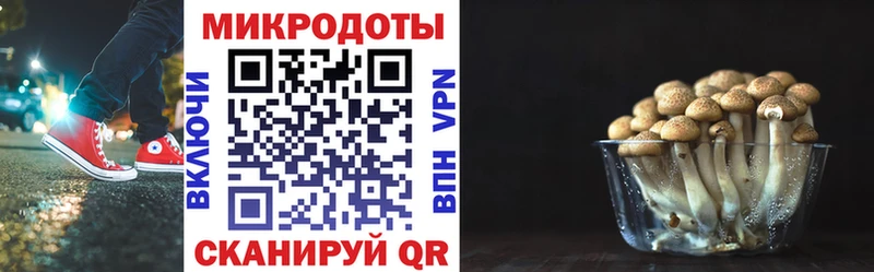 Псилоцибиновые грибы Psilocybe Асино